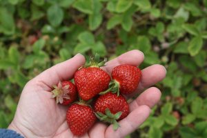 Strawberries Nantucket