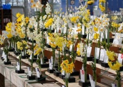 45th Annual Community Daffodil Flower Show