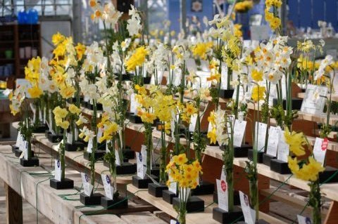 daffodil  show