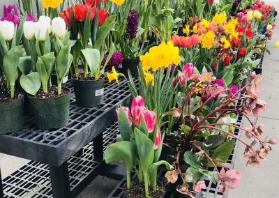 Fall is the time to plant Spring bulbs!